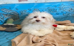 Havanese dogs for sale: Helen - Image 3