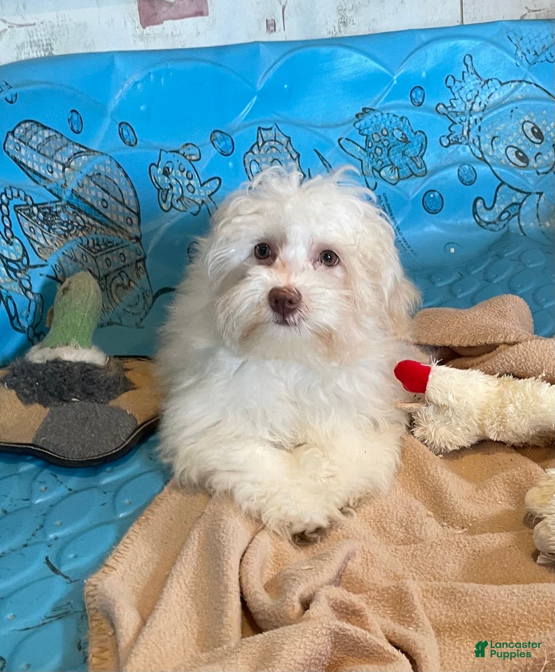 Havanese dogs for sale: Helen - Image 3