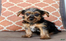 Yorkshire Terrier dogs for sale: Gary - Image 2