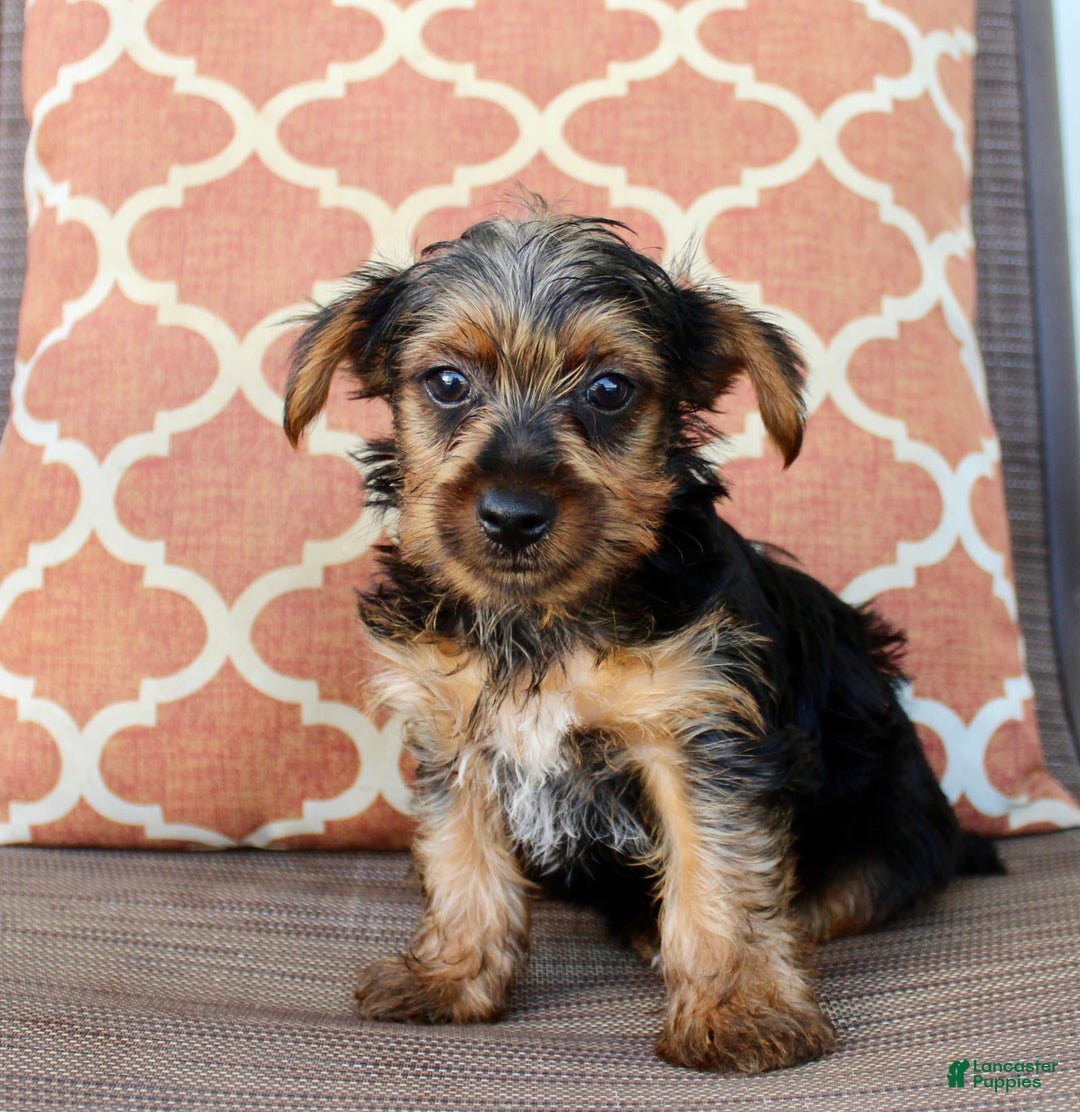 Yorkshire Terrier dogs for sale: Gary - Image 2