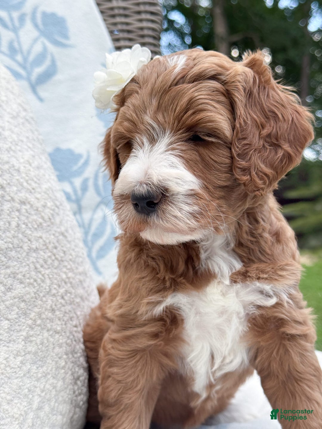 Goldendoodle dogs for sale: Charlotte - Image 7