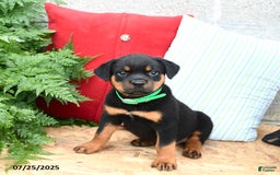 Rottweiler dogs for sale: Ralph - Image 4