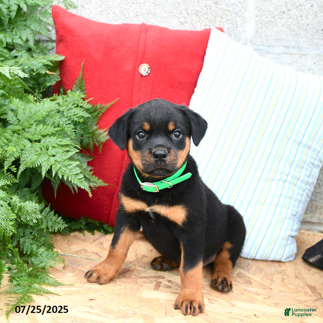 Rottweiler dogs for sale: Ralph - Image 4
