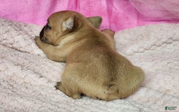 French Bulldog dogs for sale: Bambi - Image 3