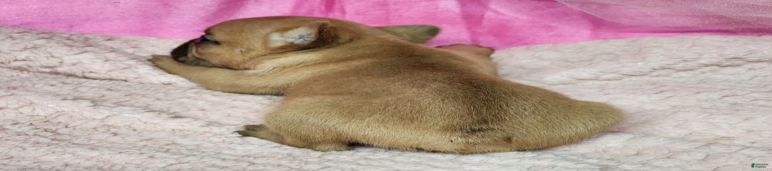 Bambi