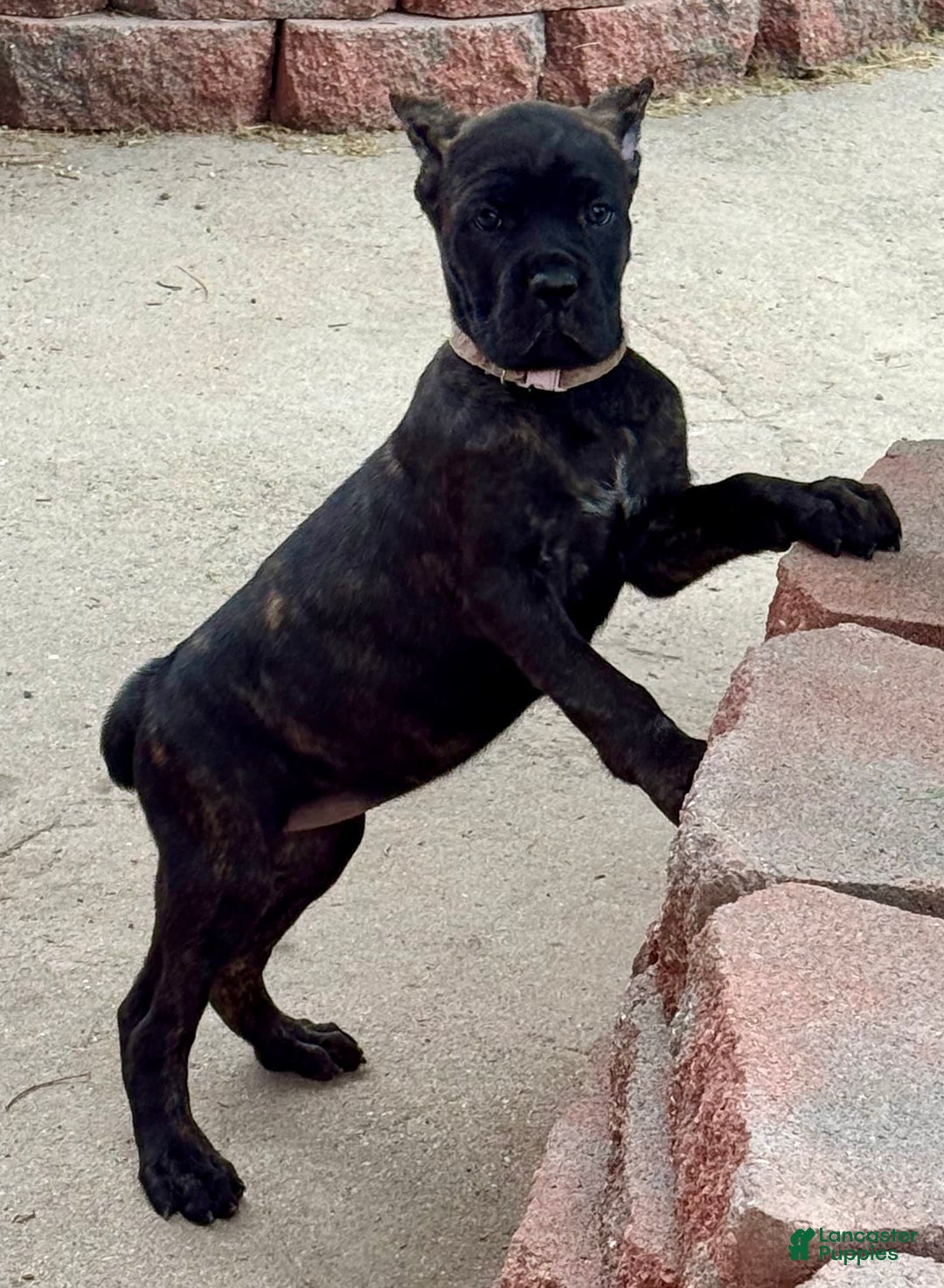 Cane Corso dogs for sale: Bonnie - Image 6