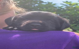 Labrador Retriever dogs for sale: Gracie - Image 1