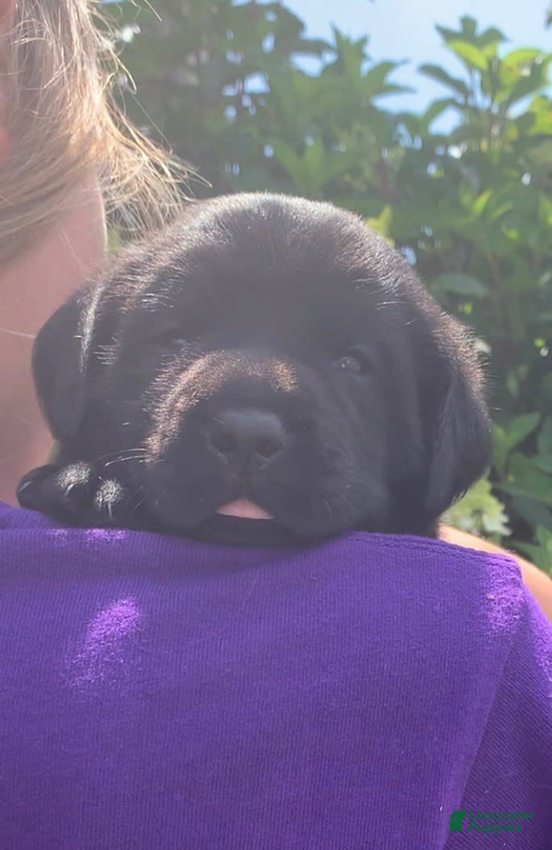 Labrador Retriever dogs for sale: Gracie - Image 1