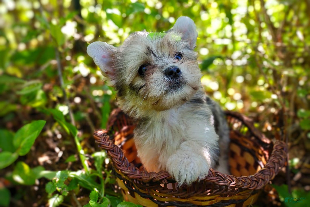 Morkie dogs for sale: Rare Merle Dragonfly - Image 17
