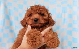 Cavapoo dogs for sale: Brady - Image 2