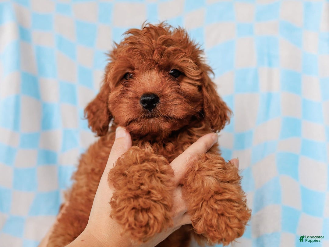 Cavapoo dogs for sale: Brady - Image 2