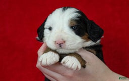 Mini Bernedoodle dogs for sale: Matilda - Image 6
