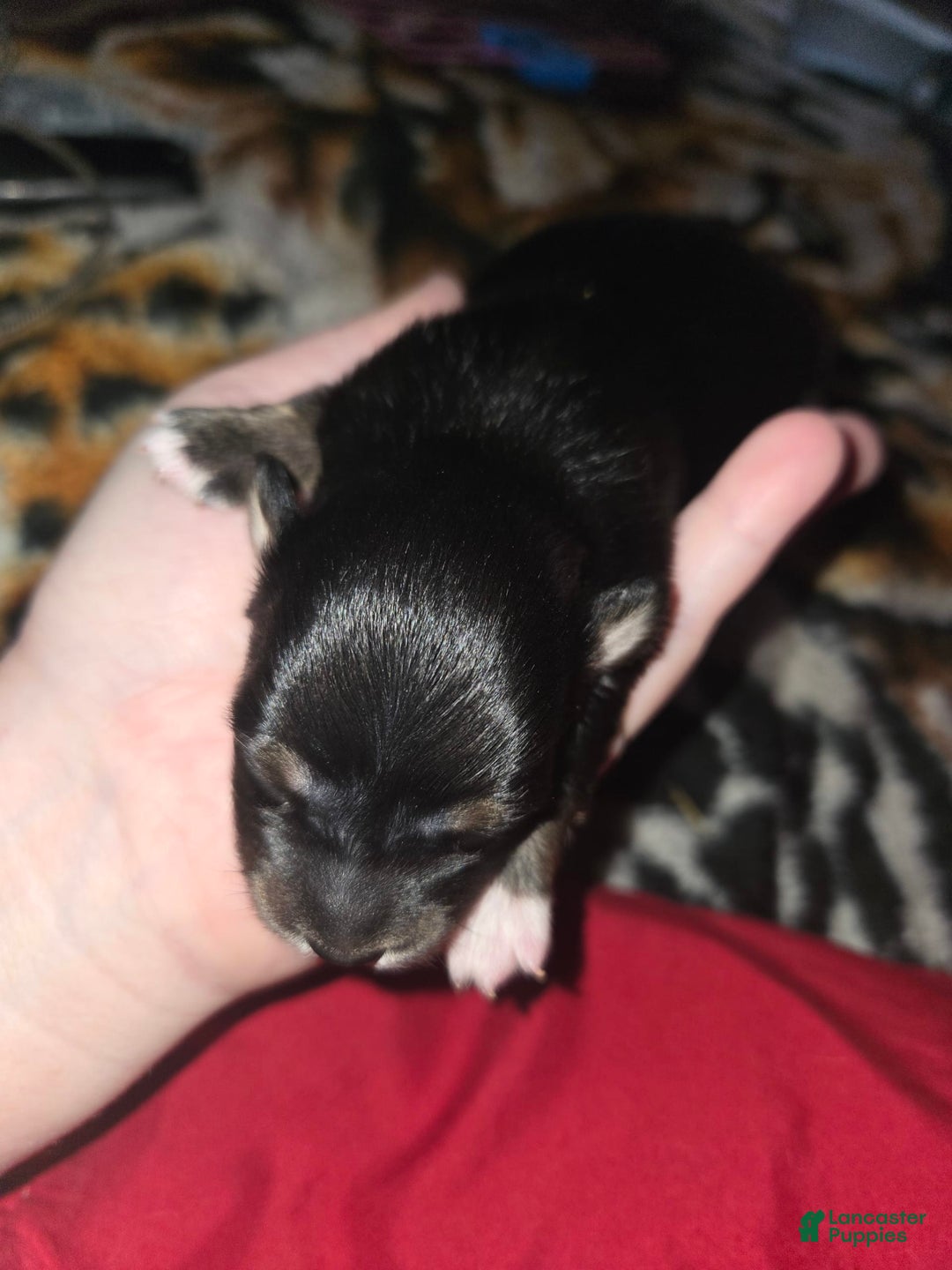Chihuahua dogs for sale: Long Hair Black/Tan Boy - Image 1