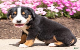 Greater Swiss Mountain Dog dogs for sale: Hailey - Image 2