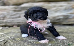 Portuguese Water Dog dogs for sale: Taylor - Image 13