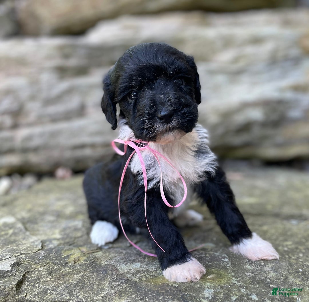 Portuguese Water Dog dogs for sale: Taylor - Image 13