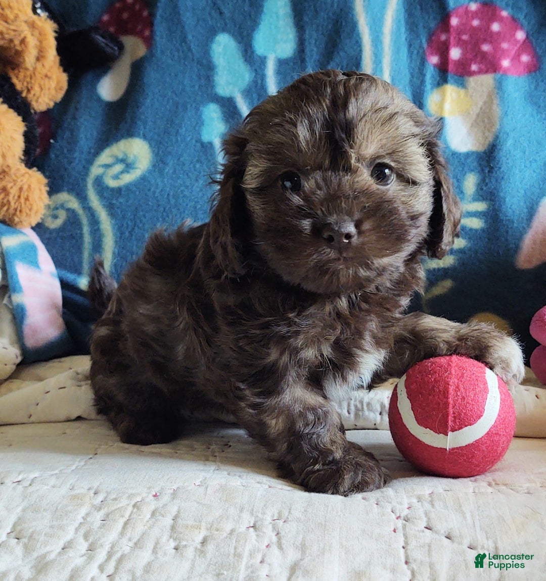 Maltipoo dogs for sale: Chocolate Sissy - Image 11