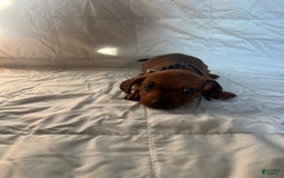 Dachshund dogs for sale: Brittney - Image 6