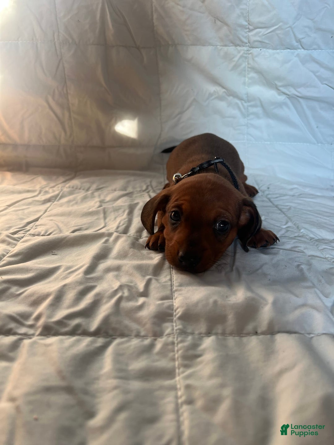 Dachshund dogs for sale: Brittney - Image 6