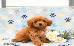 Cockapoo dogs for sale: Dusty - Image 5