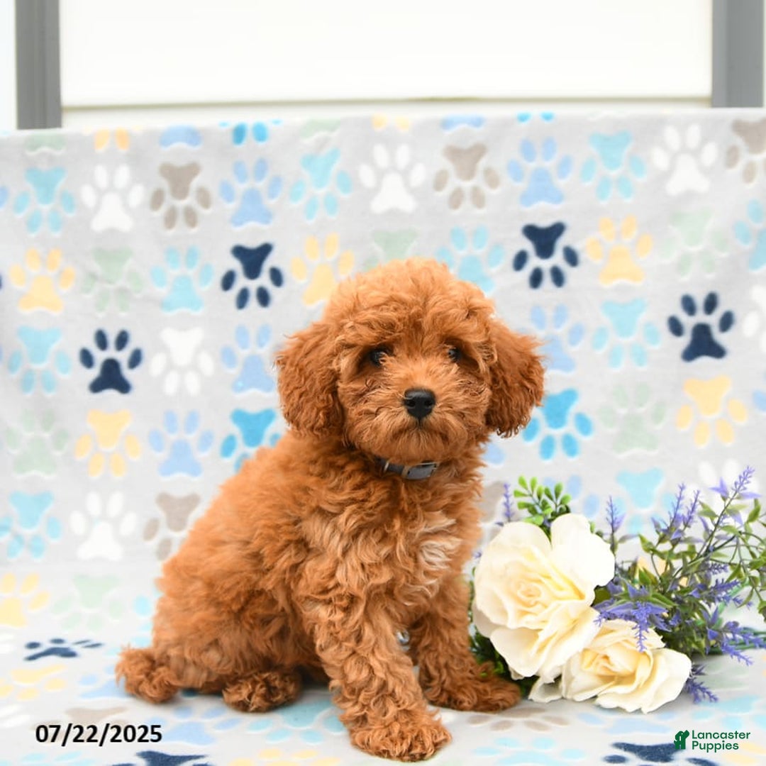 Cockapoo dogs for sale: Dusty - Image 5