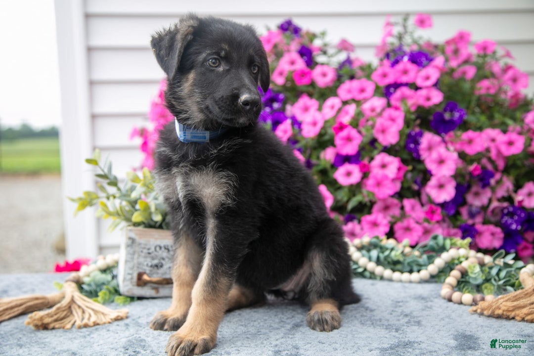German Shepherd dogs for sale: Dolly - Image 3