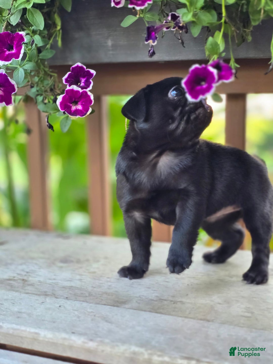 Pug dogs for sale: Lollipop - Image 2