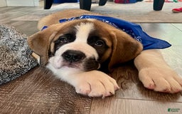 Saint Bernard dogs for sale: Oliver - Image 14