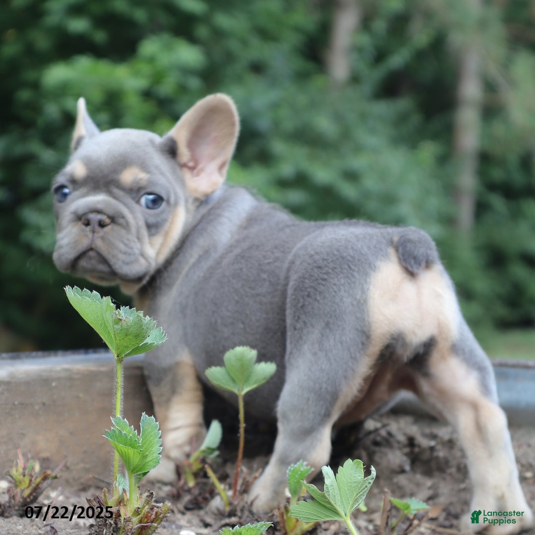 French Bulldog dogs for sale: Penny - Image 4