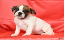 Beabull dogs for sale: Kaitlyn - Image 3