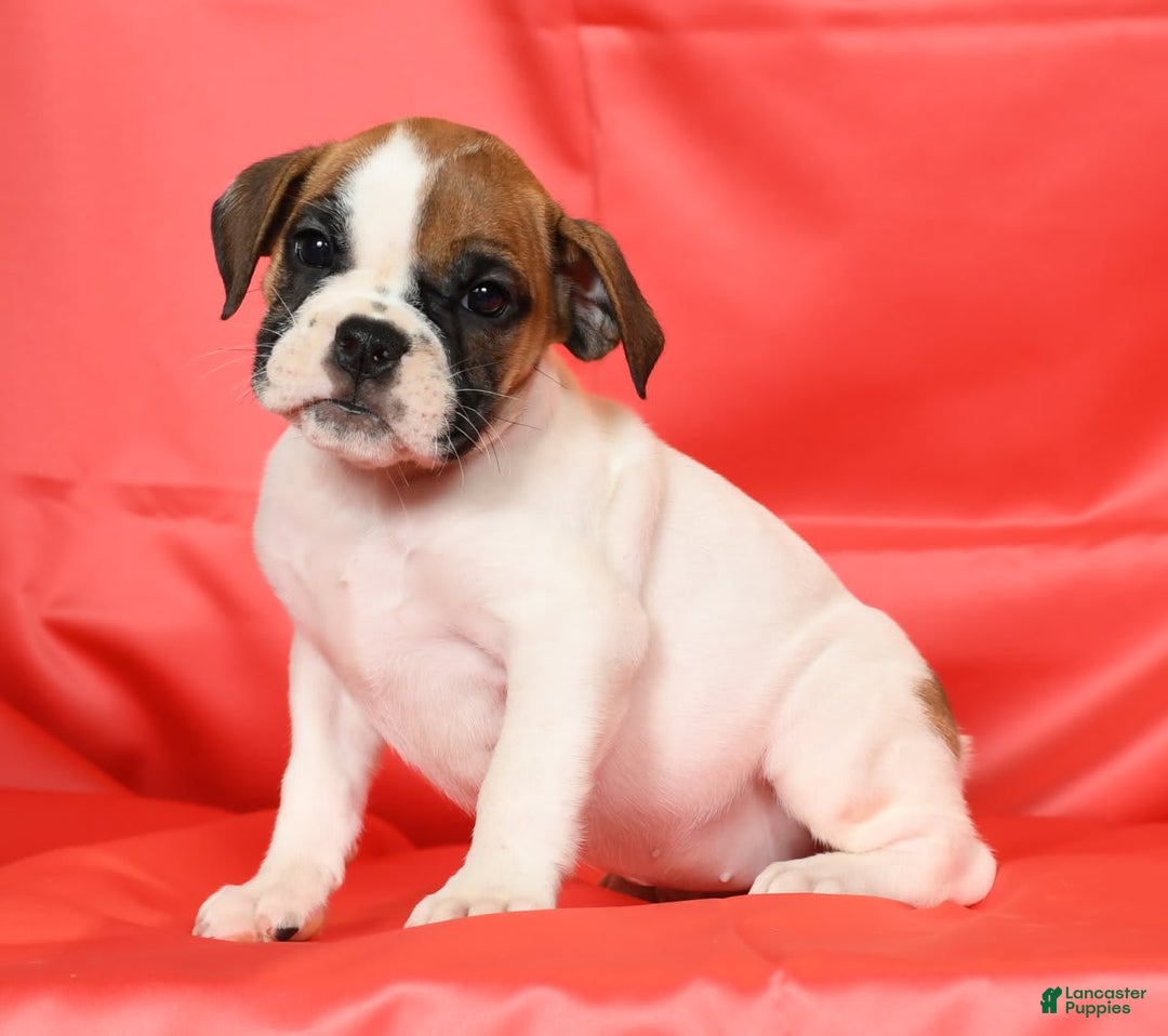 Beabull dogs for sale: Kaitlyn - Image 3