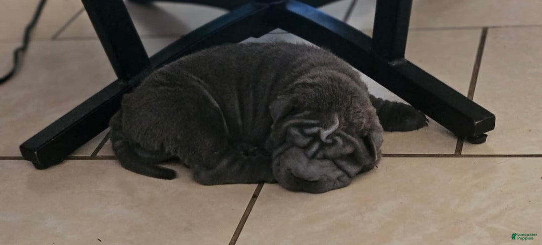 Shar Pei dogs for sale: Crunch - Image 3