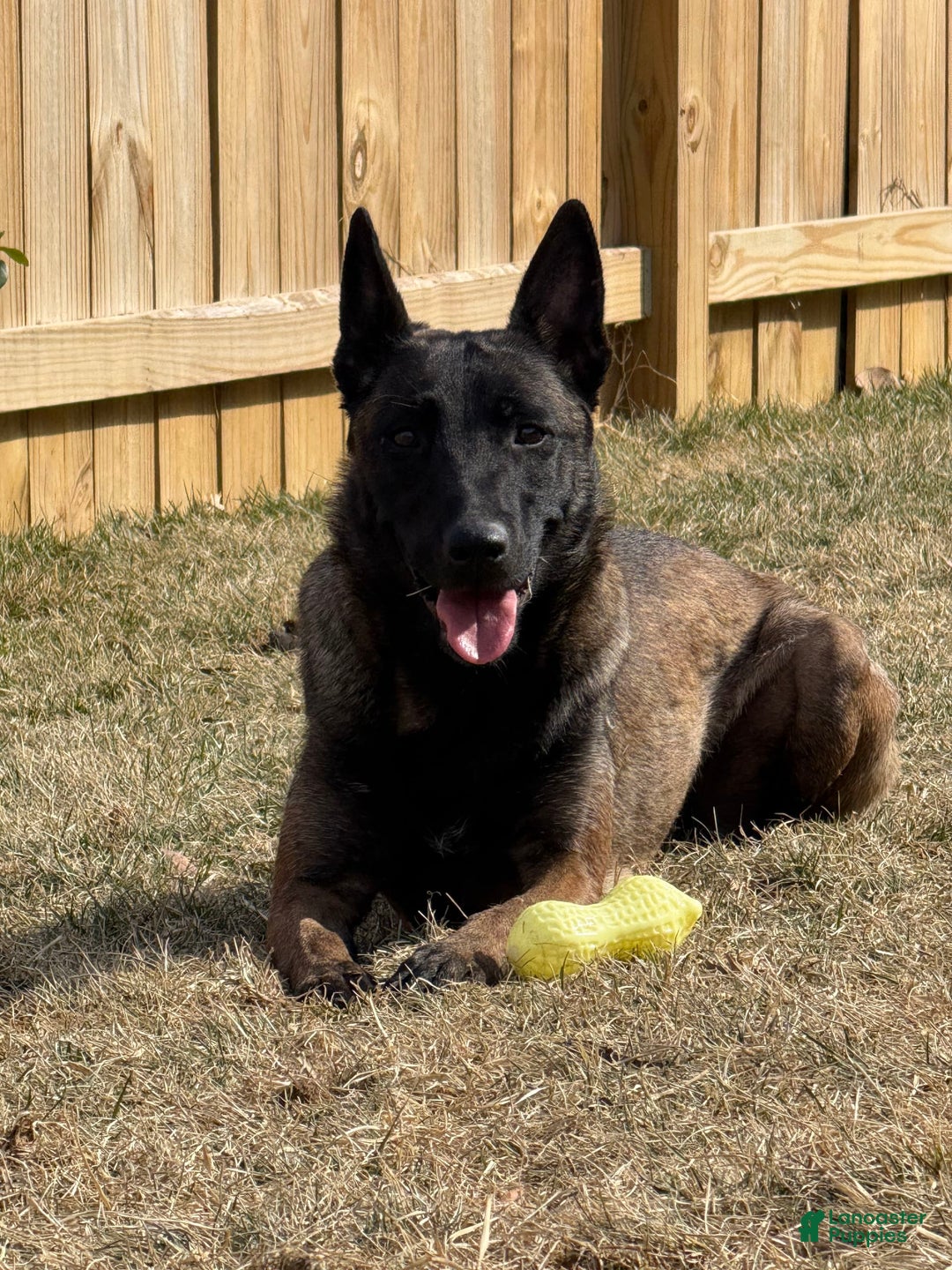 Belgian Malinois dogs for sale: Belgian Malinois Female - Image 14