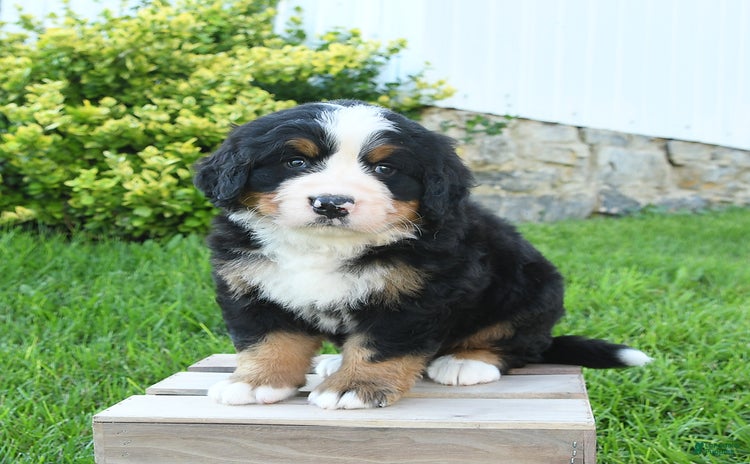 Bernese Mountain Dog dogs - Advert 20