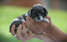 Cockapoo dogs for sale: Jordan - Image 3
