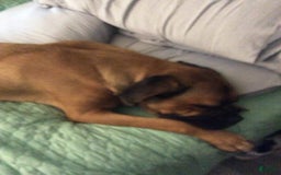 Cane Corso dogs for sale: Creasy - Image 2