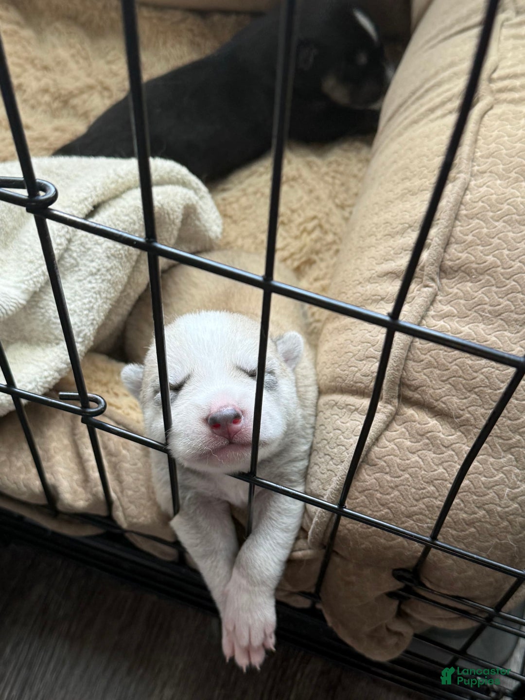 Siberian Husky dogs for sale: Boy Puppy - Image 5