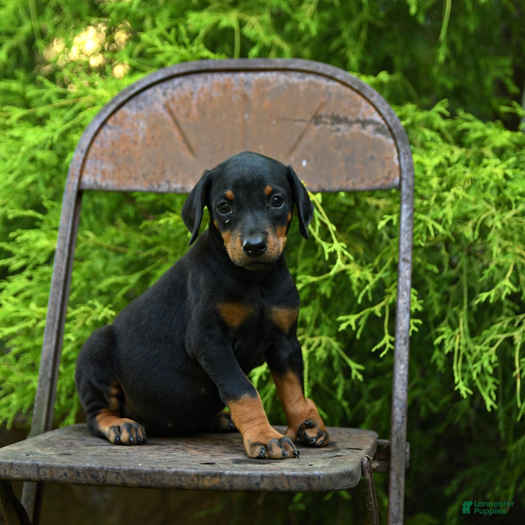 Doberman Pinscher dogs for sale: Precious - Image 3