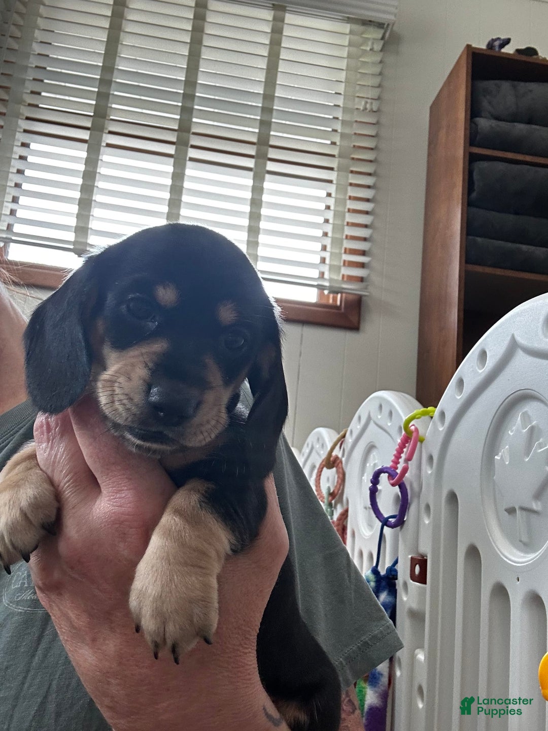Dachshund dogs for sale: Stormy - Image 3