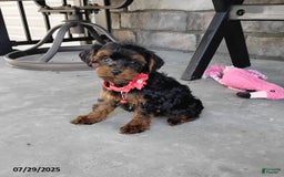 Yorkiepoo dogs for sale: Bingo - Image 3