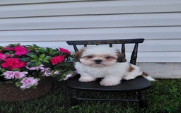 Shih Tzu dogs for sale: Fawn - Image 3