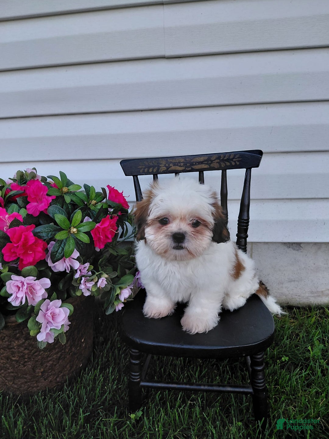 Shih Tzu dogs for sale: Fawn - Image 3