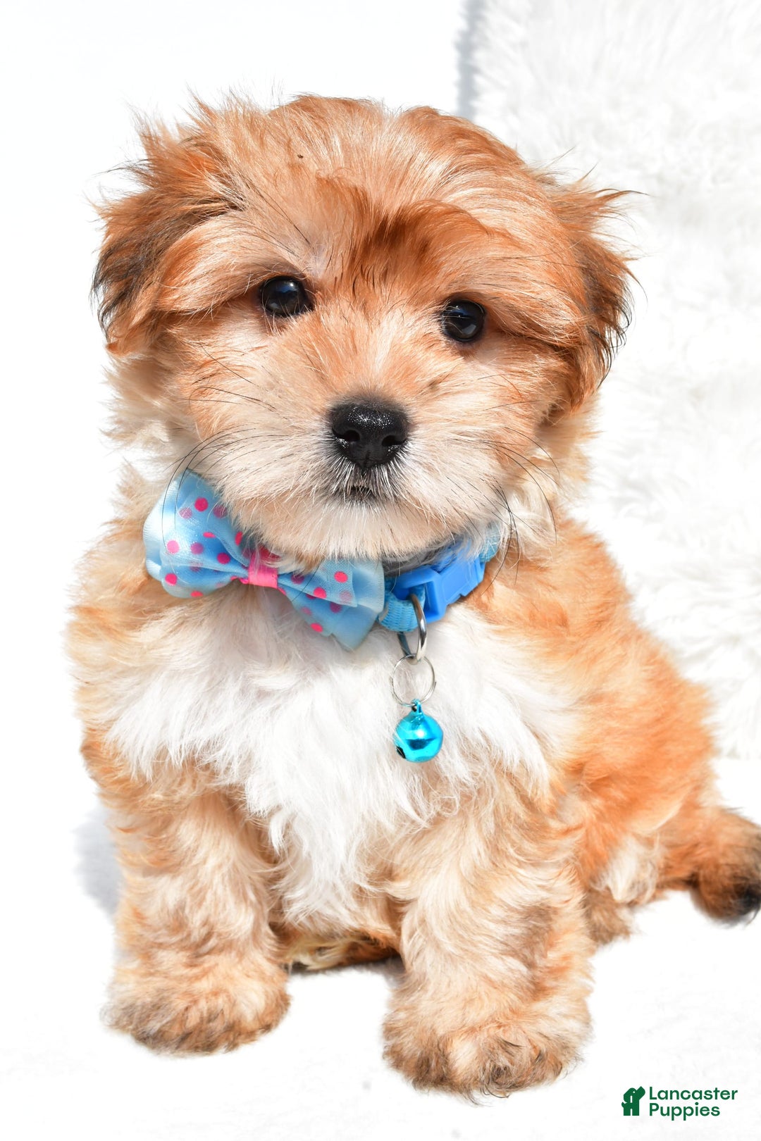 Morkie dogs for sale: Jackson Teacup - Image 3