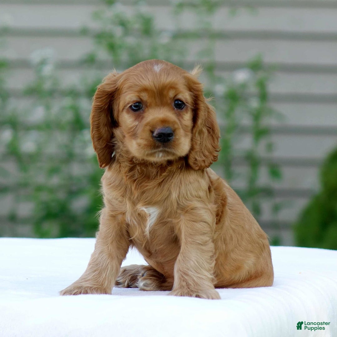 Cocker Spaniel dogs for sale: Turner - Image 7