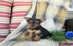 Yorkshire Terrier dogs for sale: Tucker - Image 1