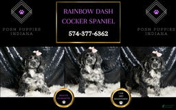 Cocker Spaniel dogs for sale: Rainbow Dash - Image 6