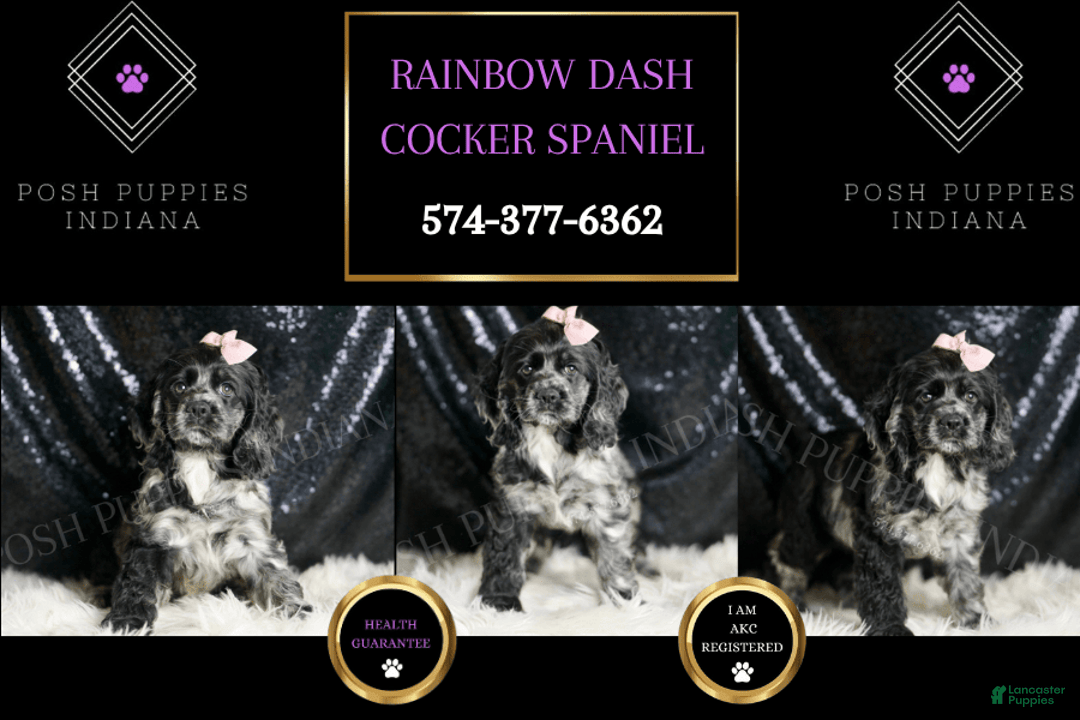 Cocker Spaniel dogs for sale: Rainbow Dash - Image 6