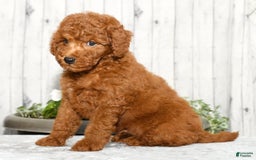 Miniature Poodle dogs for sale: Zinc - Image 6