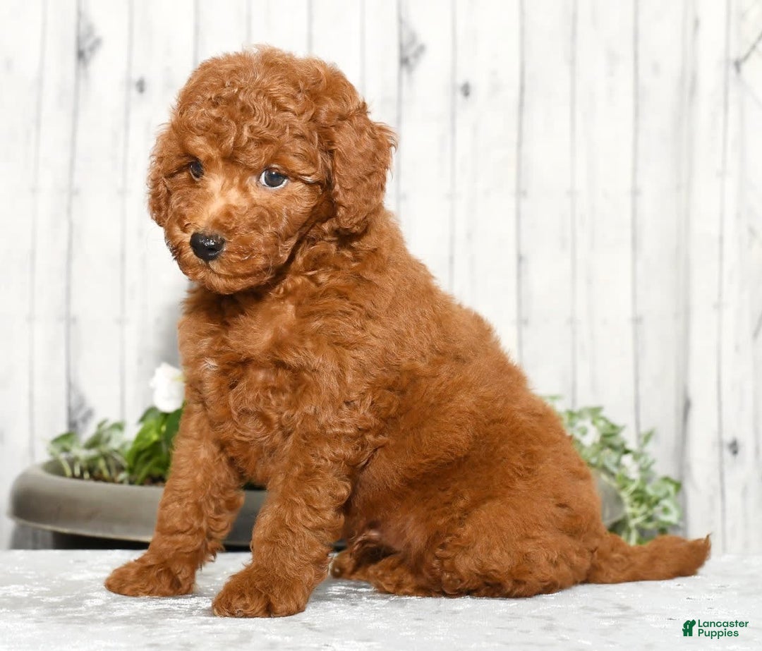 Miniature Poodle dogs for sale: Zinc - Image 6