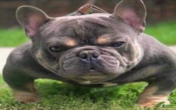 French Bulldog dogs for stud: Baby Yoda - Image 7